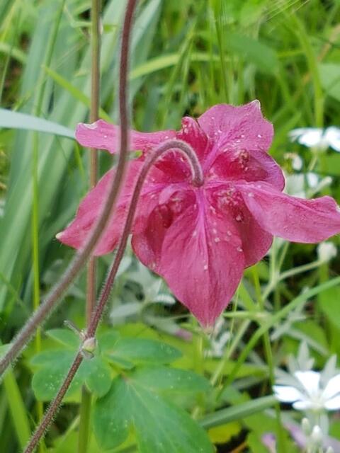 Akeleien in allen Farben hab ich sie !