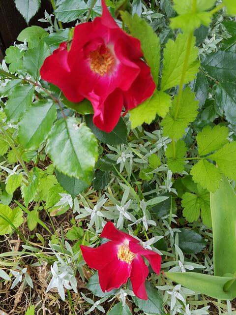 Etwas versteckt erblühen sie !