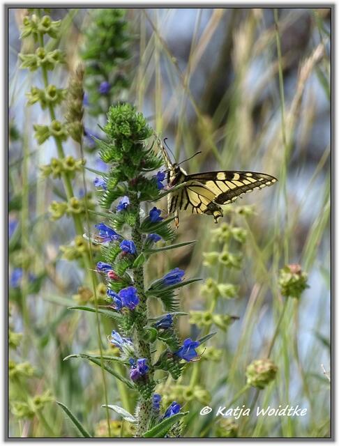 Mohnblüte am Kronsberg Hannover - Schwalbenschwanz (Papilio machaon) (Foto: Katja Woidtke)