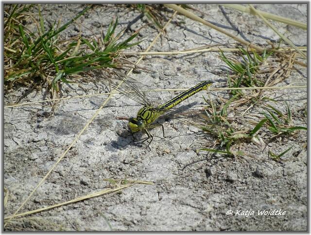 Mohnblüte am Kronsberg Hannover - Weibchen eines Großen Blaupfeiles (Orthetrum cancellatum) (Foto: Katja Woidtke)