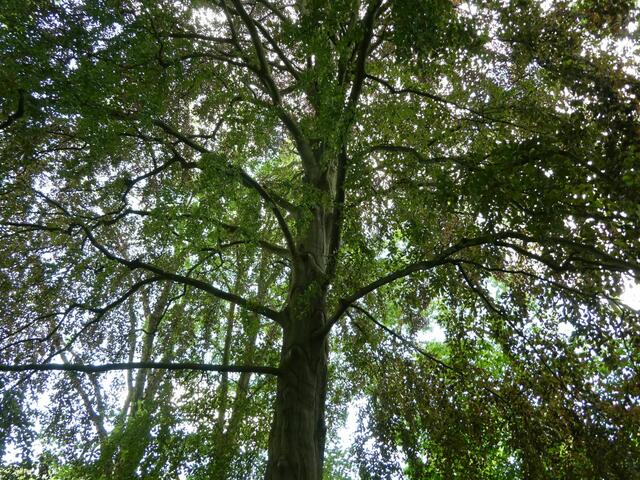 uralte Linde im Park Illow