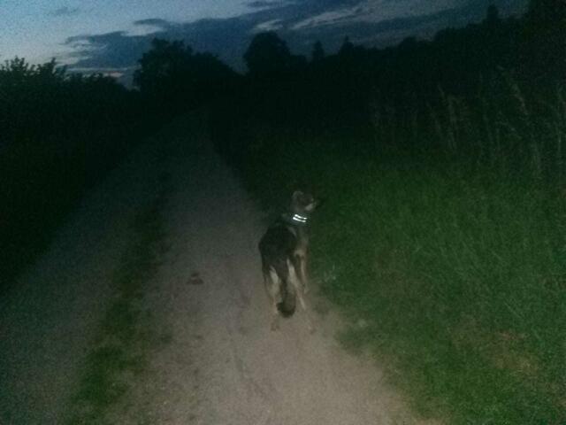 Auch bei Dunkelheit gehts täglich noch Gassi und wenn keine Leute da sind, darf er ohne Leine laufen !