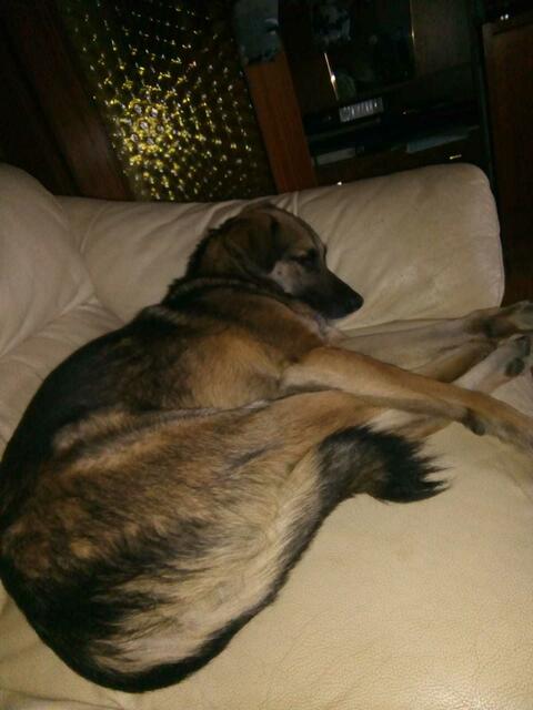 die langen Beine kann er ja nicht einrollen !