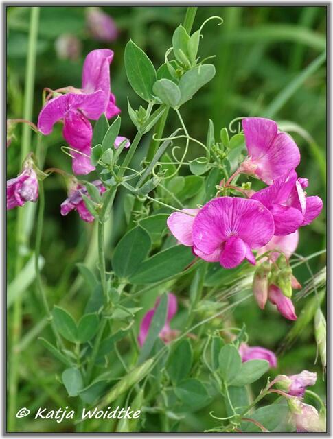 Mohnblüte am Kronsberg Hannover - Platterbse (Lathyrus)  (Foto: Katja Woidtke)