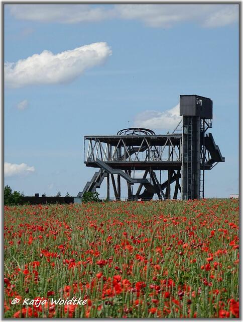 Mohnblüte am Kronsberg Hannover mit der Ruine des Holländischen Pavillons im Hintergrund (Foto: Katja Woidtke)