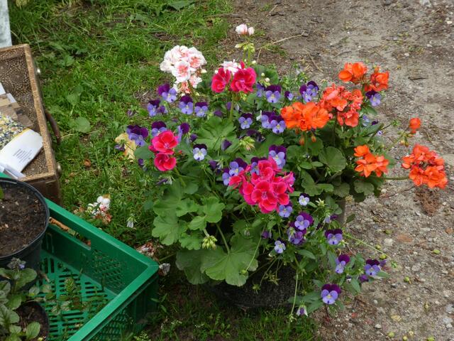 Blumen und vor allem Duftrosen gab es auch auf dem Forsthof in Mestlin