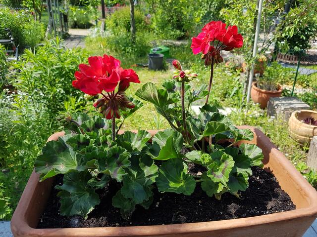 Geranien , wie jedes Jahr ein paar !