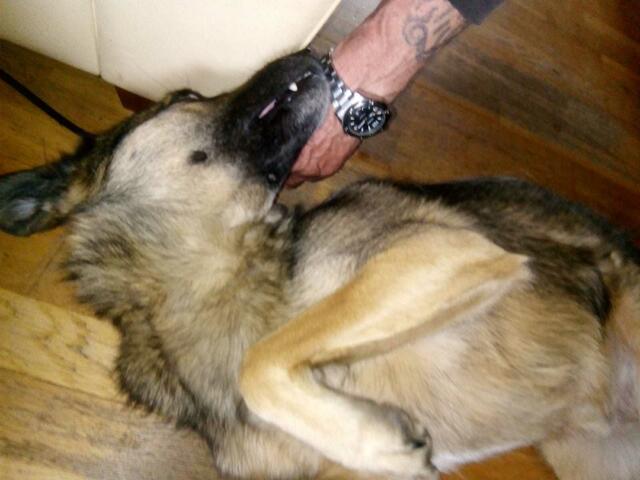 Das mag er gern gegrault werden . Aber Vorsichtig nimmt er es an !