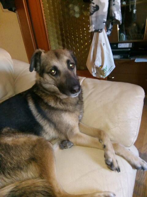 wie goldig er schaut !  Und wie elegant die Beine gekreuzt  sind !