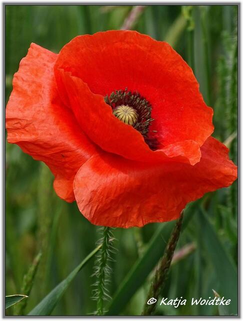 Mohnblüte am Kronsberg Hannover - Klatschmohn (Papaver rhoeas) (Foto: Katja Woidtke)