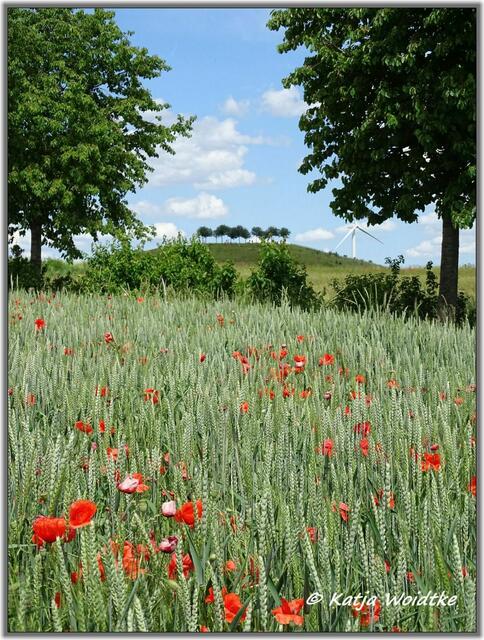 Mohnblüte am Kronsberg Hannover - Blick zum südlichen Aussichtshügel (Foto: Katja Woidtke)