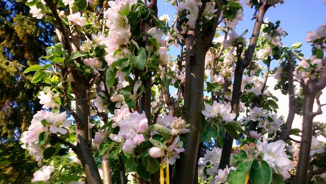 Apfelbaumblüte im April