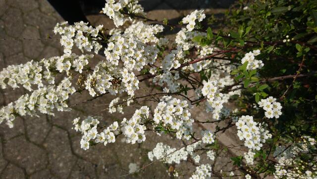 Blütenfülle am Wegesrand