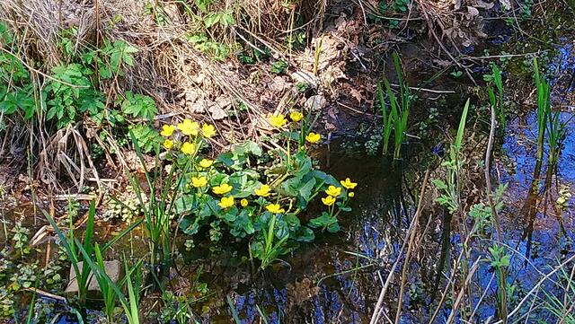 Leuchtende Blüten am Auterufer
