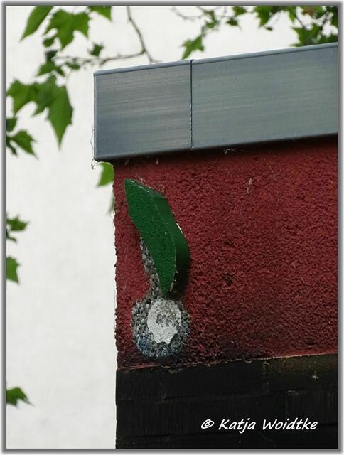 Kirsche an der Schloßwender Straße in Hannover - Mitte (Foto: Katja Woidtke)