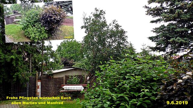 22  9.6.2019 - Sonntagsbilder - Fliederbaum (23) ! Temp: 3:21 / 7,6°C plus und 9:26 plus 27.4°C / Es werden Höchsttemperaturen von 26° (gefühlt: 26°) und schwacher Wind (11 km/h) aus Ostsüdost mit starken Böen (43 km/h) erwartet. Es kommt zu Niederschlagsmengen von 0 l/m², die Niederschlagswahrscheinlichkeit beträgt 8%, die Sonne scheint 13,5 Stunden.