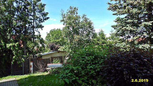 21  2.6.2019 - Sonntagsbilder - Fliederbaum (22) ! Temp: 7:41 / 15,1°C plus und 13:26 plus 30,4°C / Es werden Höchsttemperaturen von 31° (gefühlt: 31°) und schwacher Wind (11 km/h) aus Süd mit frischen Böen (28 km/h) erwartet. Es kommt zu Niederschlagsmengen von 0 l/m², die Niederschlagswahrscheinlichkeit beträgt 8%, die Sonne scheint 14,5 Stunden.