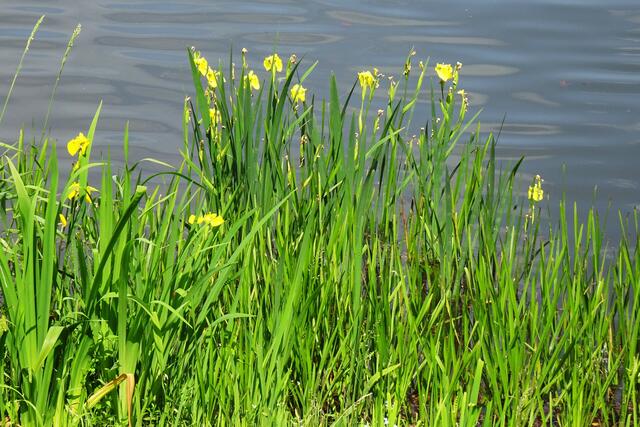 gelbe Sumpf - Schwertlilien haben sich im Bremer Teich angesiedelt