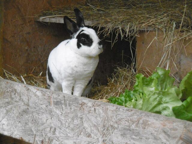 Pünktchen (Pflegestelle)