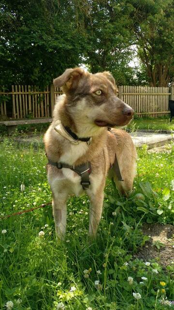 Belina (Pflegestelle)