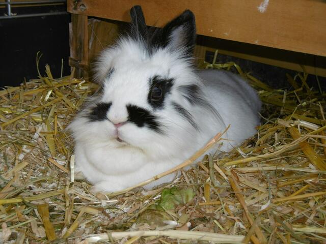 Milla (Pflegestelle)