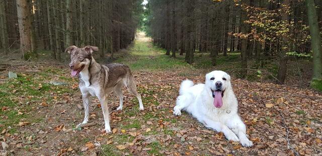 Belina und Keks (Pflegestelle)