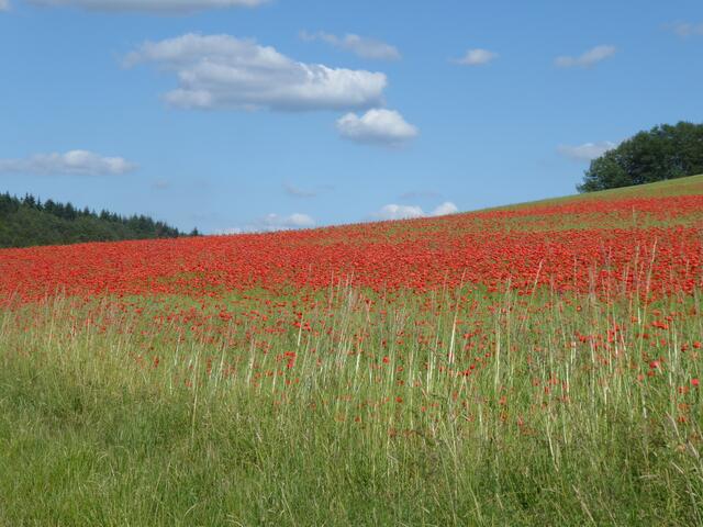 Rot-blau -weiß