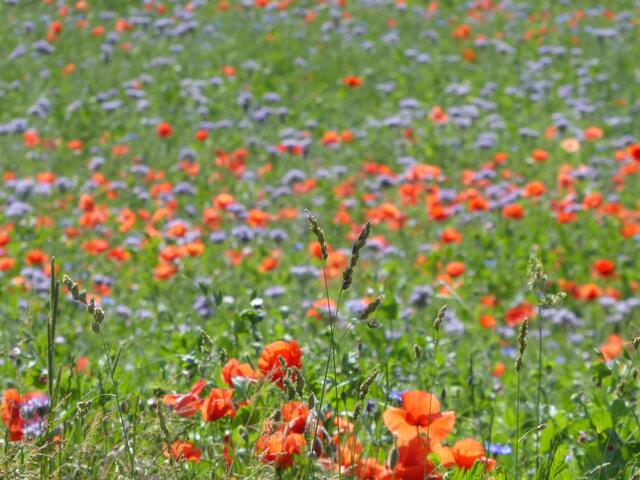 Mohn und blau