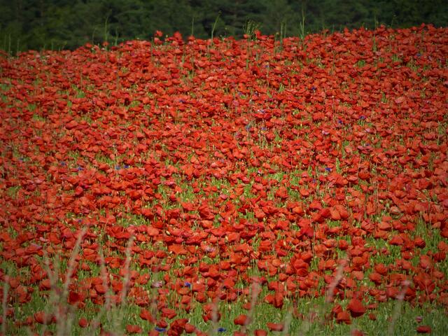Mohn - Sinn