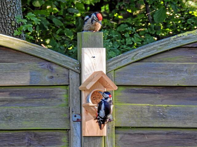 °°He Bunti, das ist allein mein Futterplatz, also mach' dich davon!°°