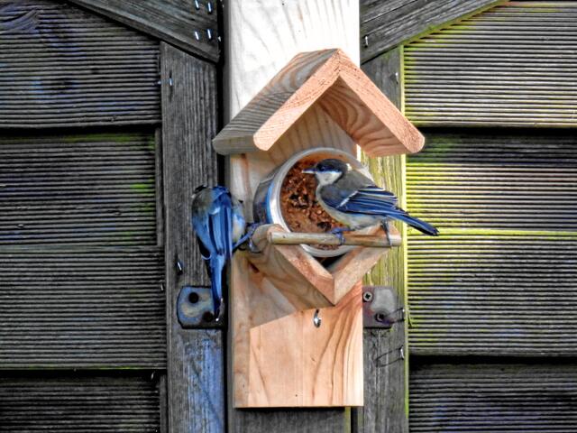 Etwas später: °°Diese Spechte spinnen ja wohl. Hier gibt es sieben Futterstellen und sie müssen sich ums Futter streiten. Gele Kumpel, wir machen das nicht. Ich bin jetzt dran und du wartest brav!°°