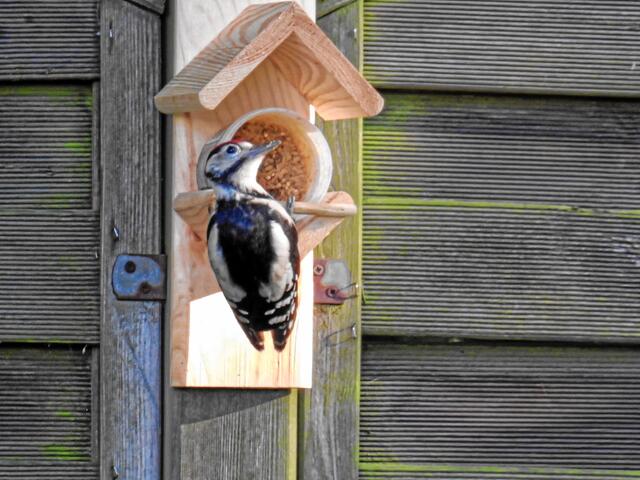 °°Halte ja Abstand, auf dem Baum kannst du meinetwegen gerne bleiben!°°