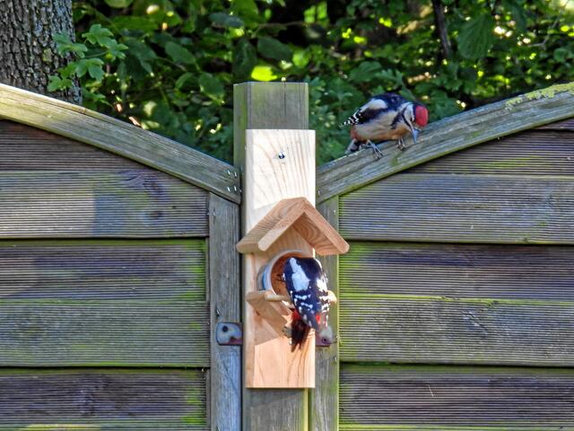 °°Sag mal, bist du vom vielen Hacken schwerhörig geworden?°°