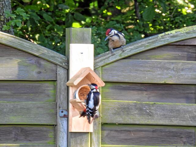 °°Wenn du jetzt nicht abhaust, komme ich runter und lass dich meinen Schnabel spüren!°°