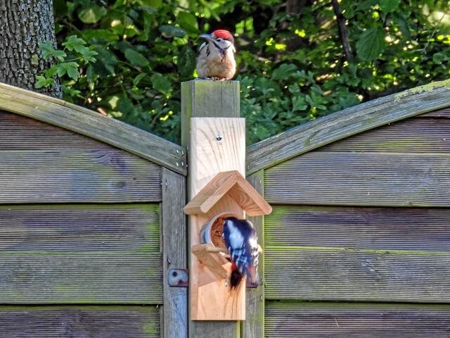 °°Ich glaub' ich sehe nicht recht, das ist doch Bunti!°°