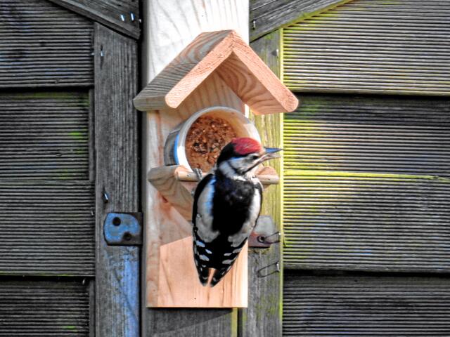 °°Und Bunti hat jetzt endlich das Weite gesucht!°°