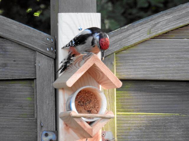 °°Oh, da hat er nun doch Angst bekommen und ist abgehauen!°°