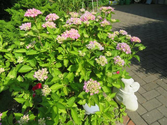 Hortensie, noch nicht voll erblüht.