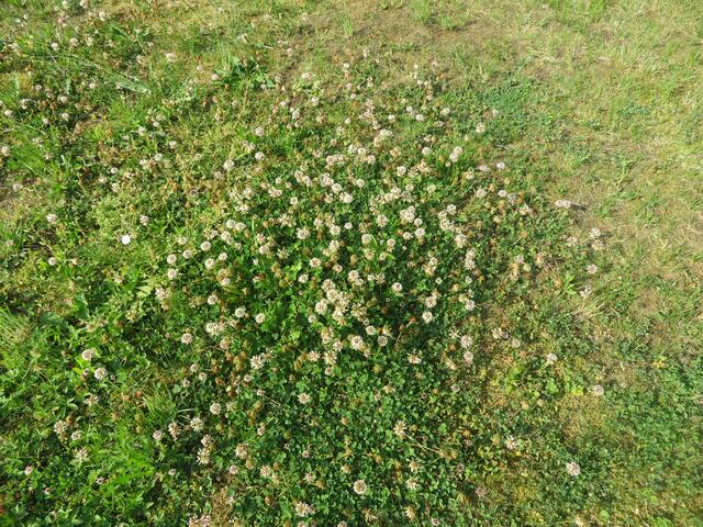 Nicht gemäht,der Klee bleibt für die Hummeln.