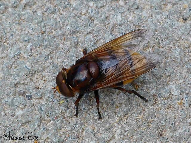 keine Hummel ... eine Fliege