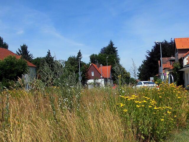 . . . die jetzige "Krautmischungbepflanzung" kann doch bestimmt auf der Fläche des Kreisels am "Schwarzen Herzog" in Burgdorf nicht die Lösung sein . . .
