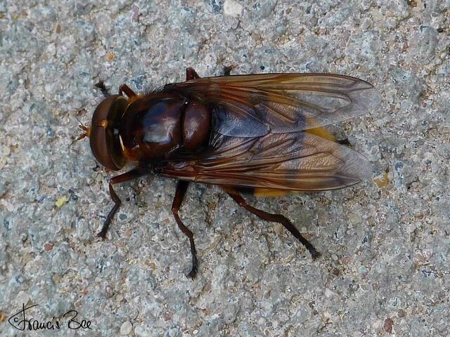 keine Hummel ... eine Fliege