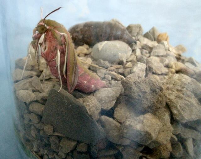 Der frisch geschlüpfte Schmetterling im Gurkenglas mit der leeren Puppenhülle im Hintergrund.