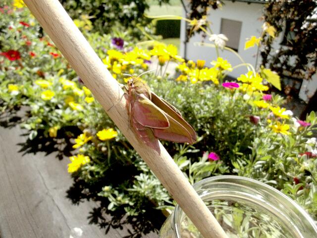 Zum Trocknen der Flügel wurde der Schwärmer in die Sonne gestellt.
