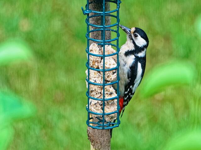 Madam Buntspecht! Sie hatte gerade den Rest eines Meisenknödels mit 'Insekteneinlagen' verspeist!