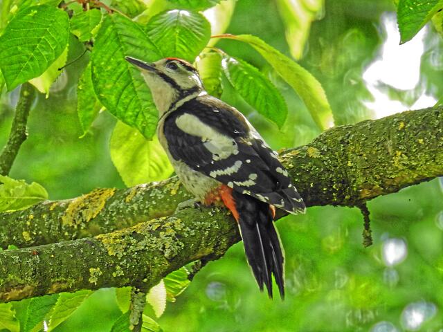 Der Boss unter den Spechten hier! Herr Mittelspecht sitzt auf dem Kirschbaum und schaut gerade, wo er am besten an die süßen Früchte kommt!