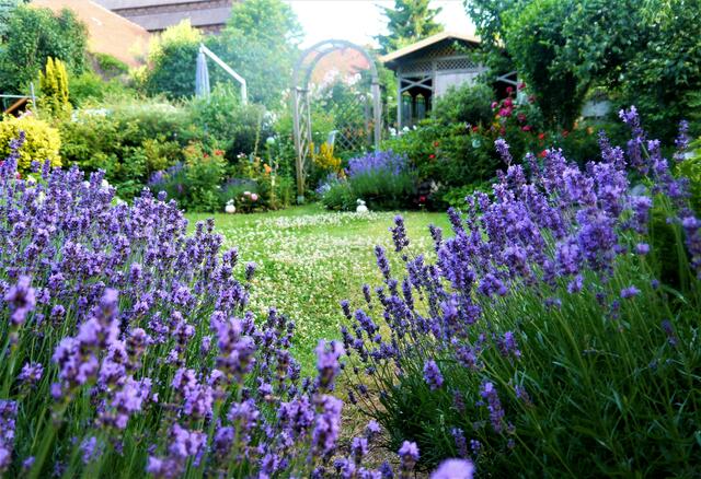 Dieser hier abgebildete Lavendel steht schon seit 12 Jahren in unserem Garten...