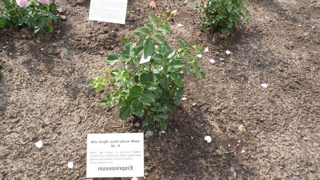 Dazu gehört auch der Märchengarten der sehr interessant angelegt wurden ist !