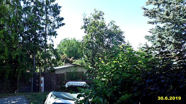 25  30.6.2019 - Sonntagsbilder - Fliederbaum (26) ! Temp: 3:04 / 15,7°C plus und 9:25 plus 28.4°C / Es werden Höchsttemperaturen von 38° (gefühlt: 37°) und schwacher Wind (17 km/h) aus Westsüdwest mit starken Böen (41 km/h) erwartet. Es kommt zu Niederschlagsmengen von 0 l/m², die Niederschlagswahrscheinlichkeit beträgt 6%, die Sonne scheint 15 Stunden. Unwetterwarnung Höchsttemperaturen über 30 Grad, auch große Hitze über 35 Grad möglich !