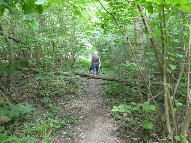 Auch hier liegt ein Baum quer über den Pfad